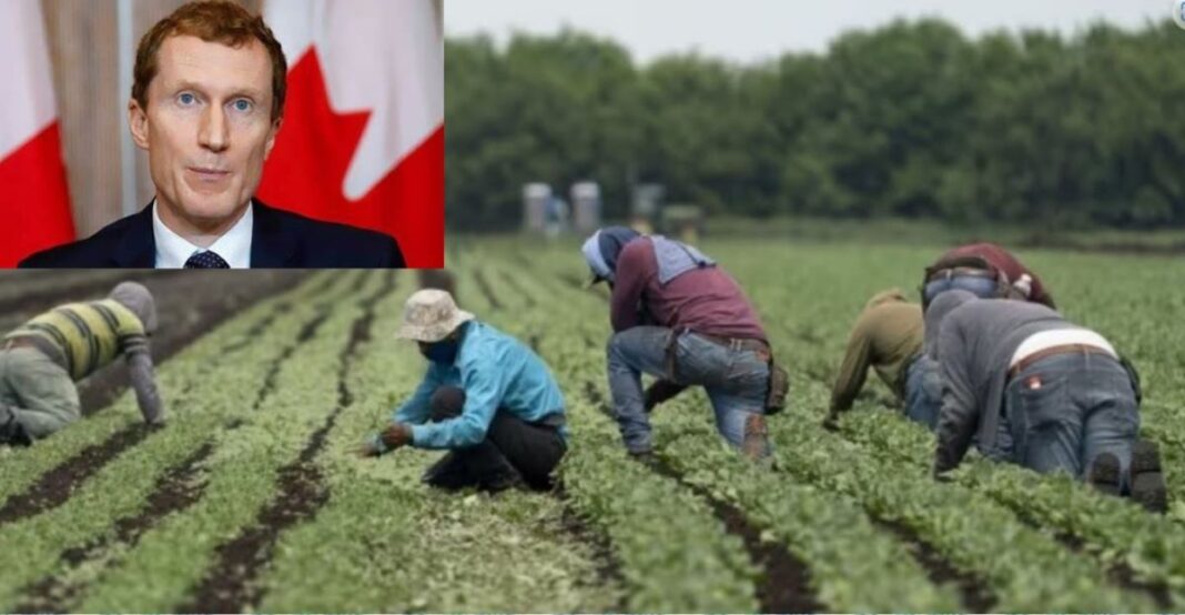 temporary foreign worker